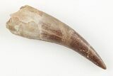 Fossil Plesiosaur (Zarafasaura) Tooth - Morocco #196716-1